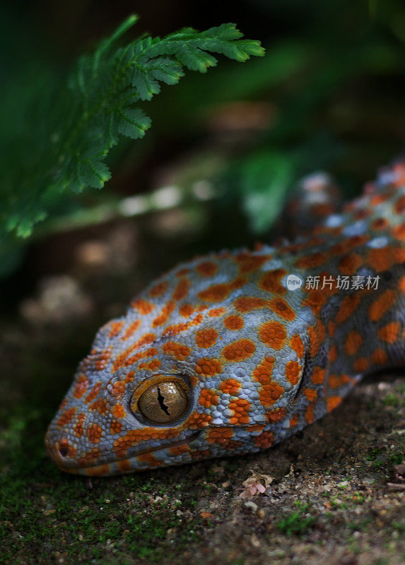 壁虎(Gekko gecko)